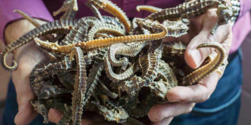 Handel in dieren fors toegenomen