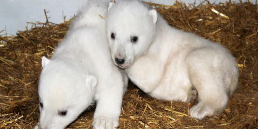 IJsbeertweeling Dierenrijk mag donderdag naar buiten 