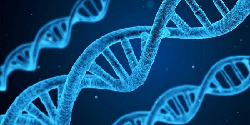 dnaTU Delft: Onderzoekers vinden mechanisme dat gene editing met CRISPR-Cas9 verstoort