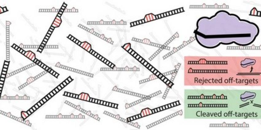 Wiskunde verklaart waarom Crispr-Cas9 soms het verkeerde DNA knipt
