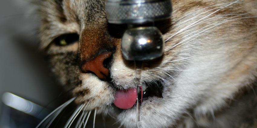 Foto van kat die water drinkt uit kraan | MV