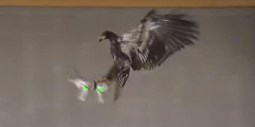 Politie zet roofvogels in om drones uit te schakelen