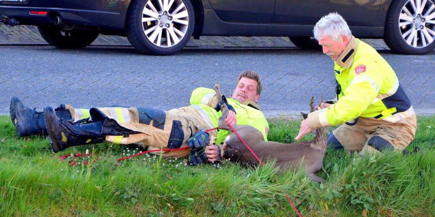 brandweer redt ree uit water