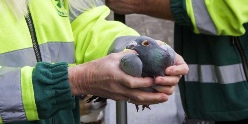 Duif uit ondergrondse vuilcontainer gered