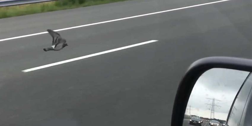 Duif 'pakt' gewoon de snelweg A2 richting Amsterdam 