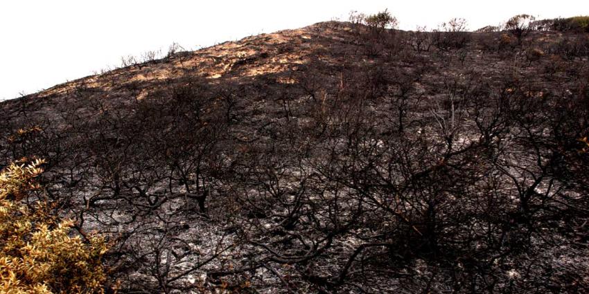 Grote brand in duinen bij Zandvoort