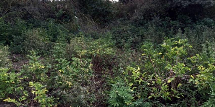 Hennep in duinen van Natuurmonumenten