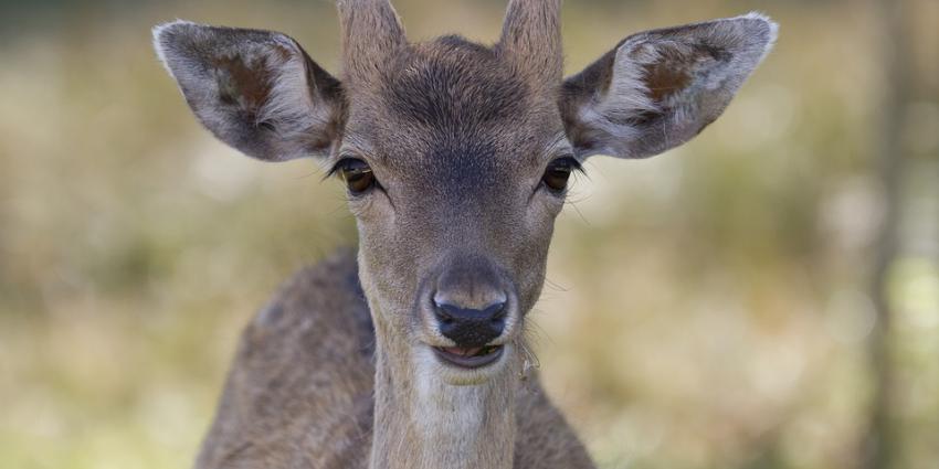 Vlees edelherten Oostvaardersplassen naar Voedselbank