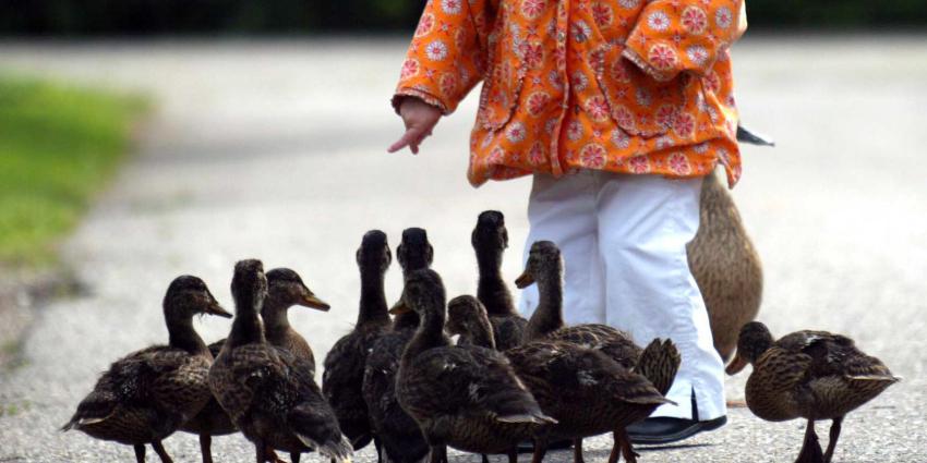 'Kliklijn' voor eendjes voeren