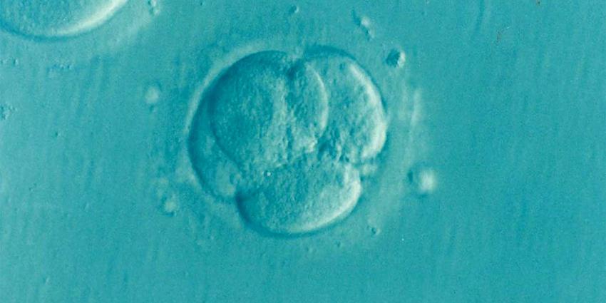  Embryo’s in Nederlands laboratorium gemaakt zonder zaad- en eicel