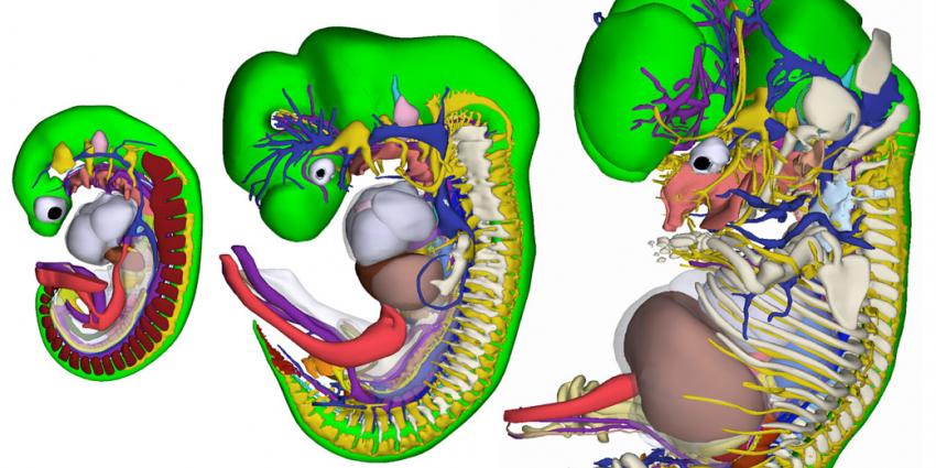 Unieke 3D-atlas van groeiend embryo 