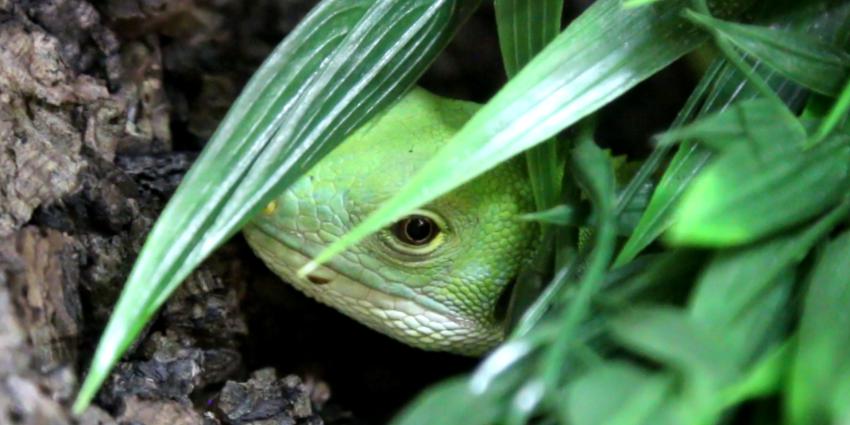DierenPark Amersfoort verwelkomt eerste Fijileguaan