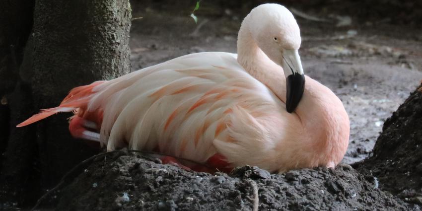flamingo, broeden, ei, dierenpark, amersfoort
