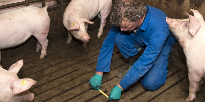 nvwa, dwingen, notoire overtreders dierenwelzijn, aanpassen,bedrijfsvoering