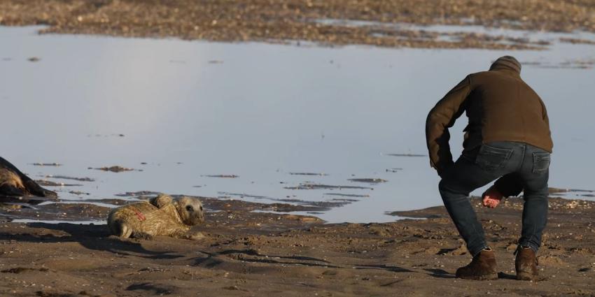 Strandganger verstoord rust pup 