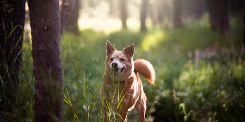 Helft vrouwen ziet hond als hun kind