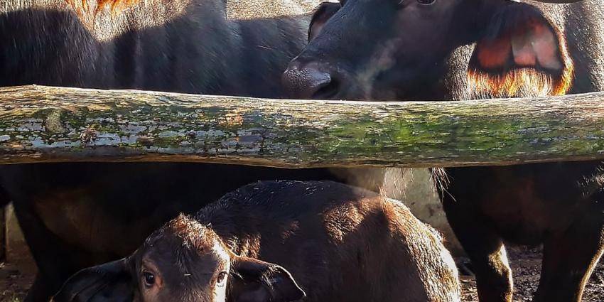 Kaapse buffel 