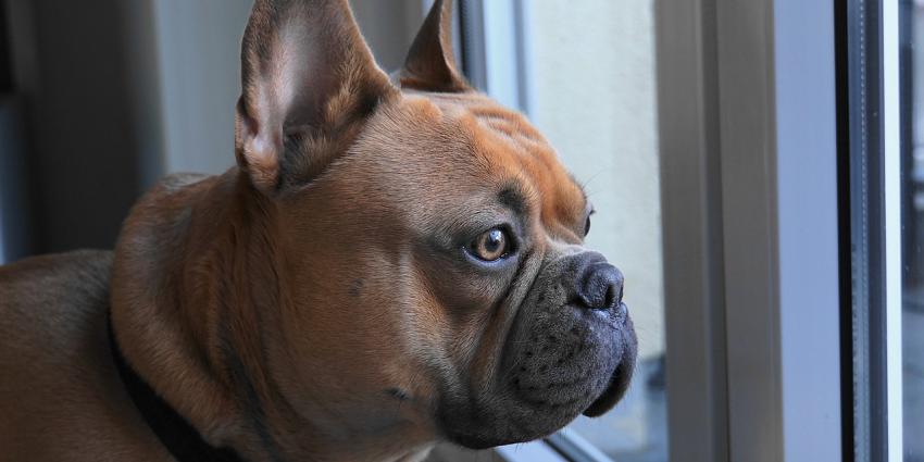 Franse Bulldog