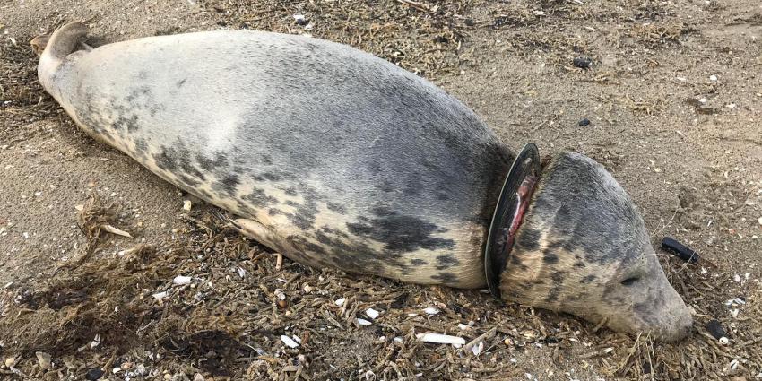 Frisbee zeehond had lange lijdensweg