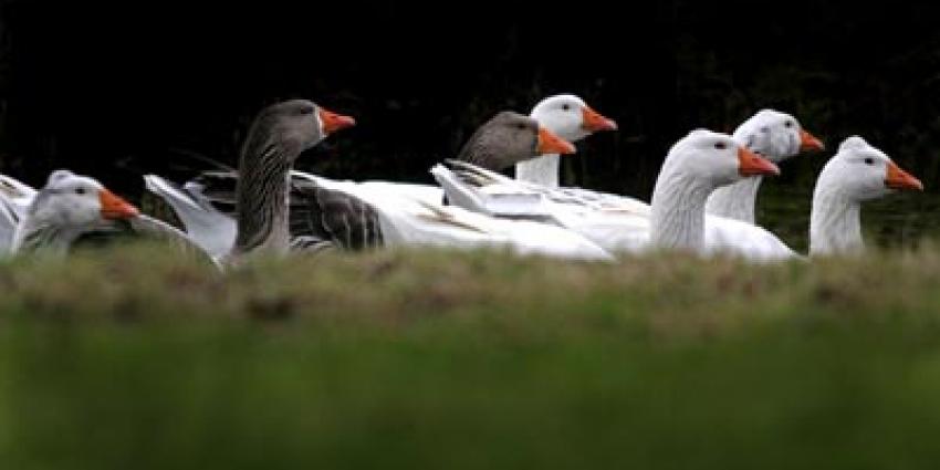 Aangifte dierenmishandeling en verboden gebruik van vangkraal bij ganzenvergassingen in Noord-Holland
