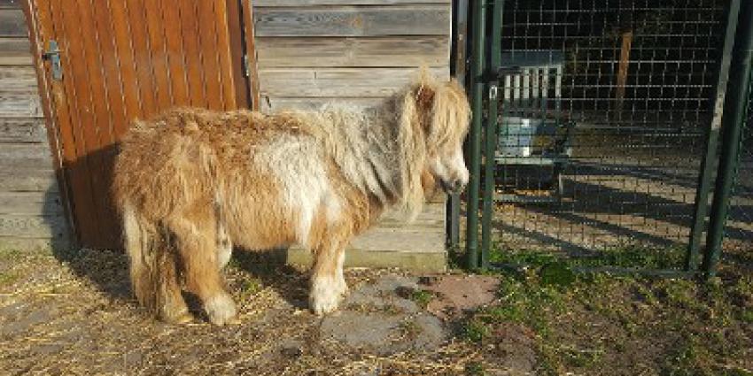 Verwaarloosde pony’s aangetroffen door dierenpolitie