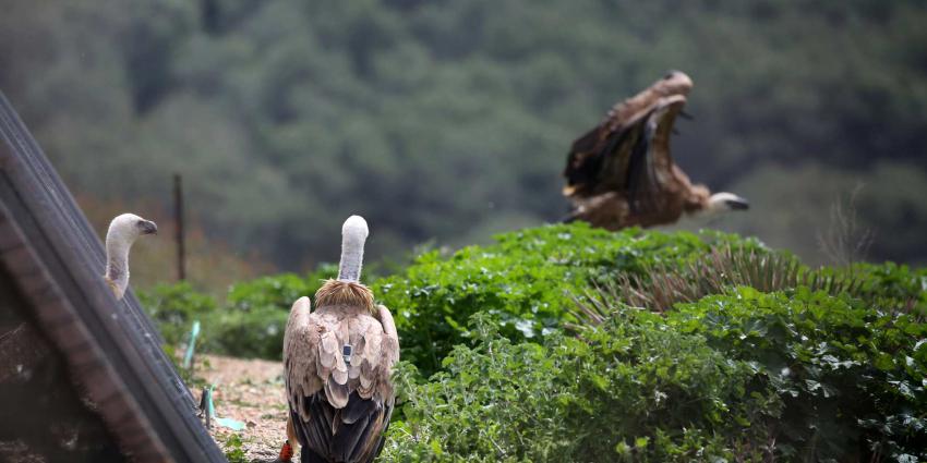 Vale gieren uit ARTIS worden vrije vogels