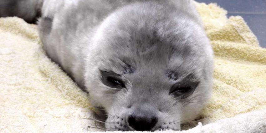 Te vroeg geboren zeehondepup 'Gijsje' overleden 