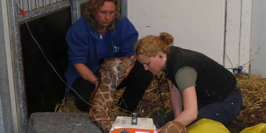 Foto van het pasgeboren girafje in Artis | Artis