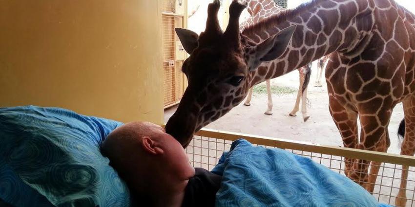 Foto van afscheidskus giraf terminale verzorger | st. Ambulance Wens