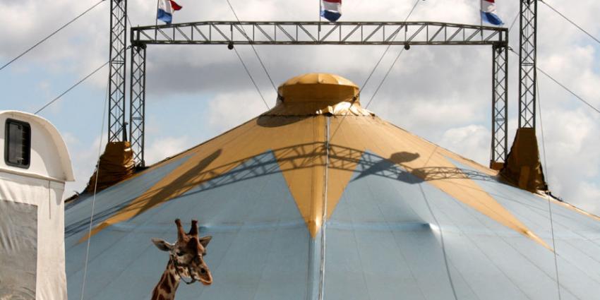 Verbod op wilde dieren in circus