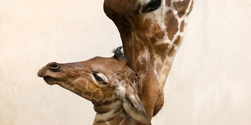 Giraffe geboren in Artis 