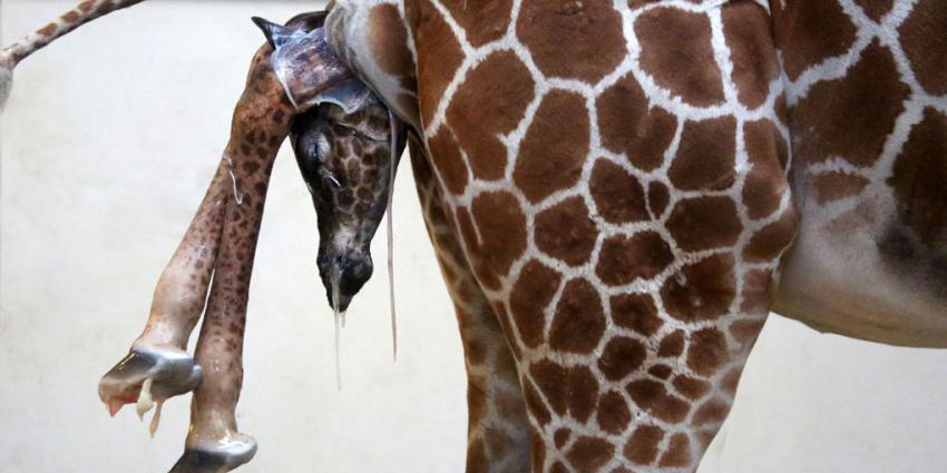 Netgiraffe geboren in ARTIS