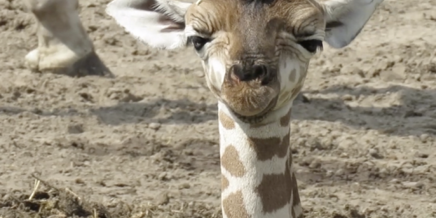 giraf, geboren, beekse bergen