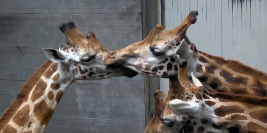 Twee nieuwe giraffen voor DierenPark Amersfoort