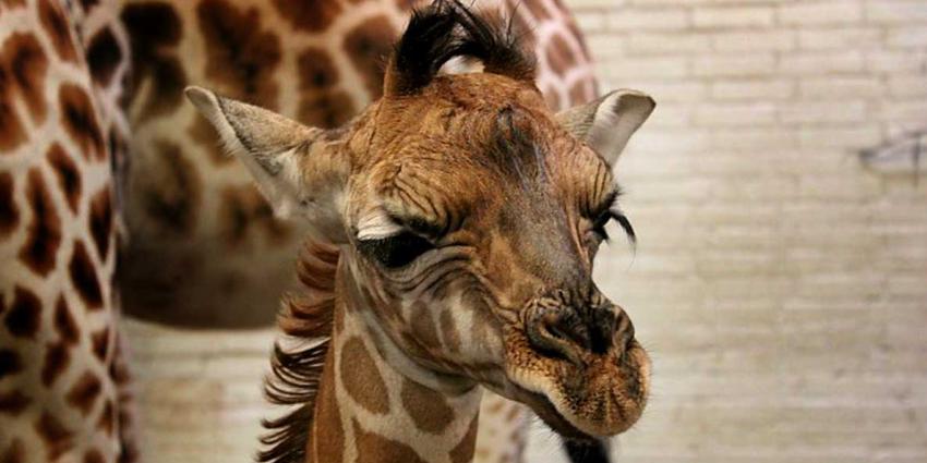 Dierenpark Emmen sluit poort om te verhuizen