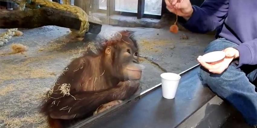 Amateurgoochelaar krijgt mooie reactie van orang-oetan