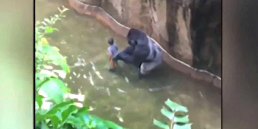 Kind (4) valt in gorillaverblijf, gorilla doodgeschoten