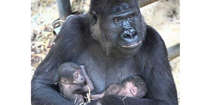 Foto van gorilla tweeling | Burgers' Zoo