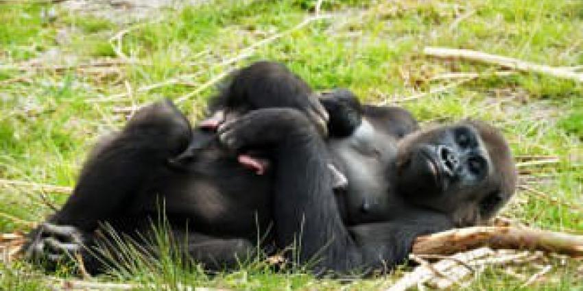gorilla, geboren, beekse bergen