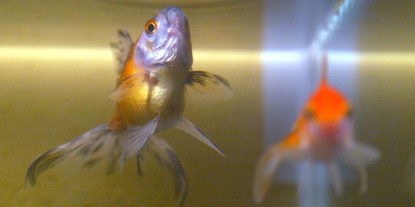 Robotvis vervangt echte goudvis in Japan