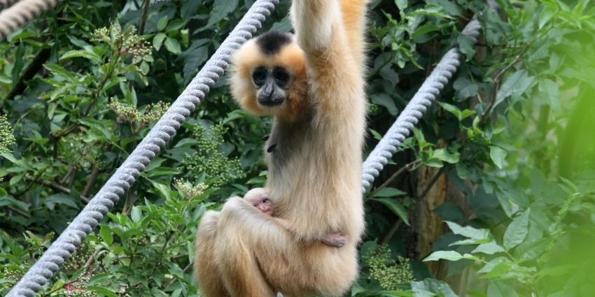 Goudwanggibbon geboren in Artis