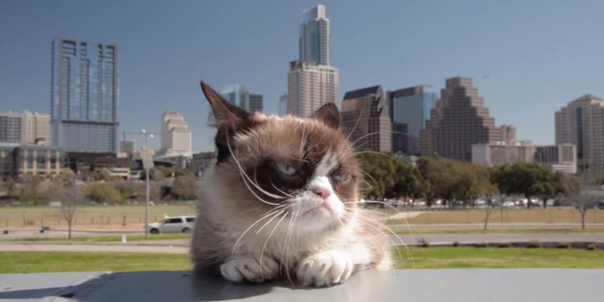 'Kattenfilmpjes kijken op computer is goed voor mensen'