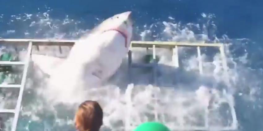 Witte haai breekt door kooi en zit samen met toerist klem