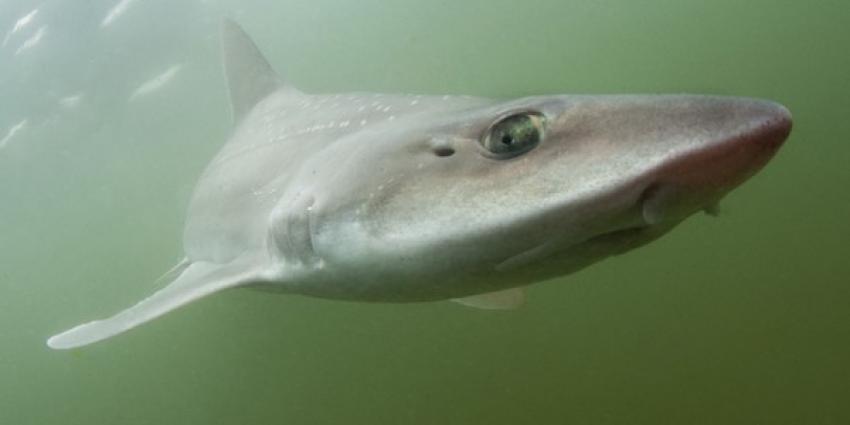 Helft Nederlanders zwemt wel eens met haaien zonder dat ze dit weten