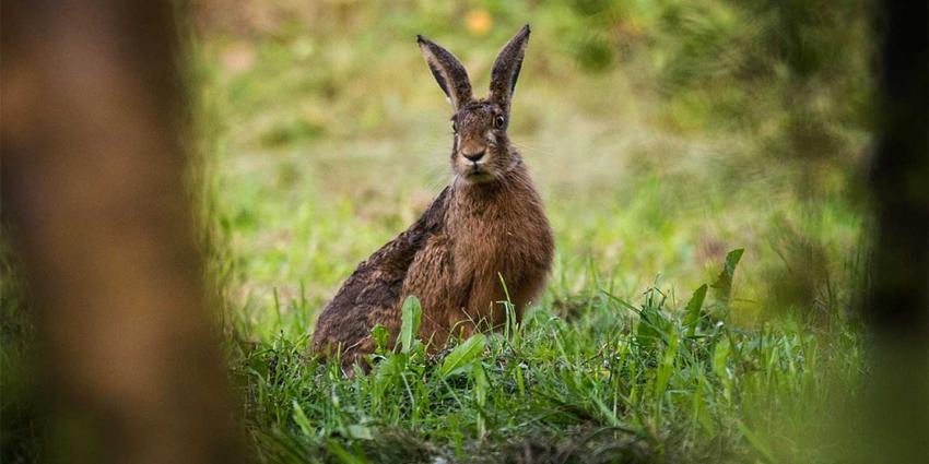 Hazenpest opgedoken in Overijsselse Zenderen