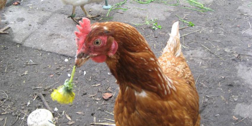 redden, red een legkip, legkippen