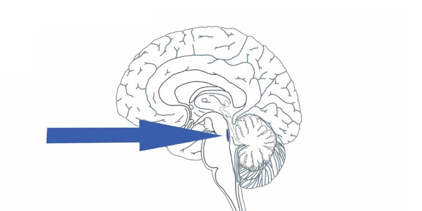 hersengebied-alzheimer-eiwit-tau