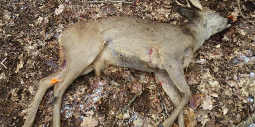 Politie en boswachters zijn loslopende honden meer dan zat