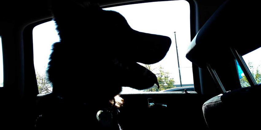 OM eist geldboete van 375,- euro voor achterlaten hond in auto