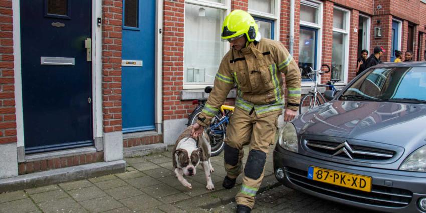 Drie honden gered bij woningbrand Schiedam
